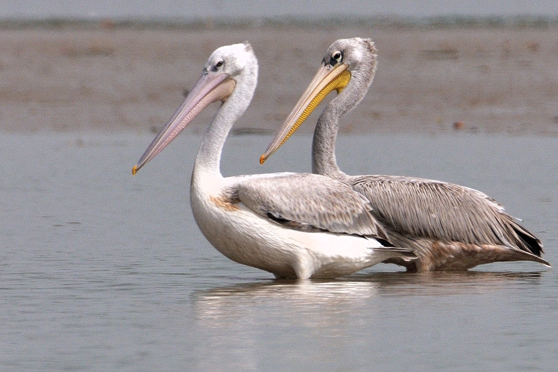 Pélicans gris (Pink-backed Pelican, Pelecanus Rufescens), adulte internuptial et  immature, Réserve Naturelle d'intérêt communautaire de La Somone.